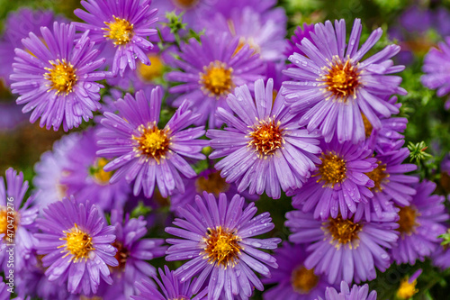 Aster dumosus (Symphyotrichum dumosum,Bushy aster)with water drops macro photography.Japanese aster or Kalimeris incisa flowers.wallpaper with lilac aster flowers.Wet lilac flowers background.