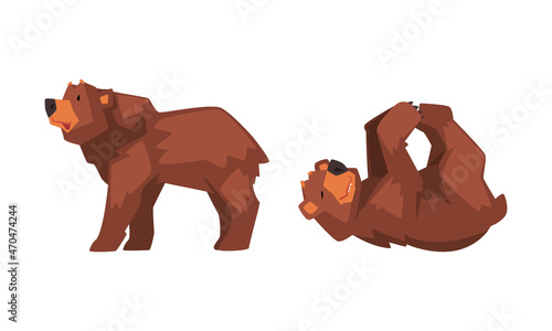 Wild Brown Grizzly Bear as Forest Habitant Walking and Rolling on Its Back Vector Set