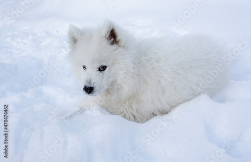 samoyed puppy enjoying the snow