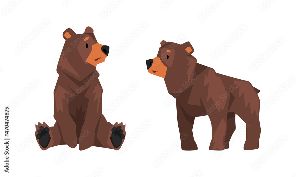 Fototapeta premium Wild Brown Grizzly Bear as Forest Habitant in Standing and Sitting Pose Vector Set