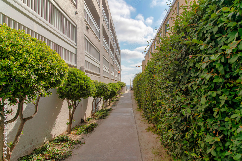 Concrete walkway in the middle of topiary shrubs in La Jolla, California Concrete walkway in the middle of topiary shrubs in La Jolla, California