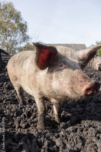 Pig farming raising and breeding of domestic pigs...