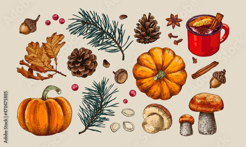 Autumn elements set: falling leaves, pine branches, pumpkins, mushrooms, cones and other.