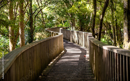 A. H. Reed Memorial Kauri Park at Whangarei, New Zealand photo