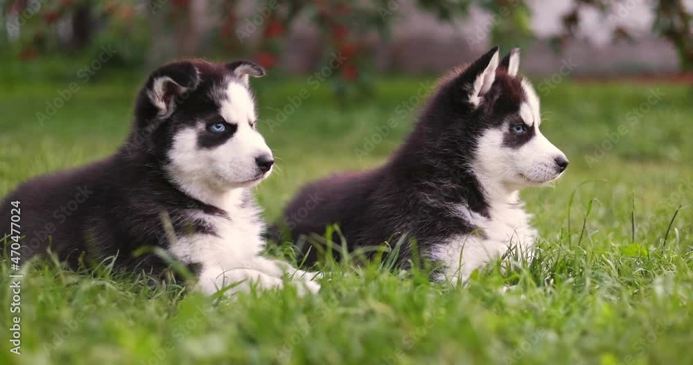 Cute siberian husky puppies with blue eyes sitting in green grass on a summer day. Cute siberian husky puppies with blue eyes sitting in green grass on a summer day.