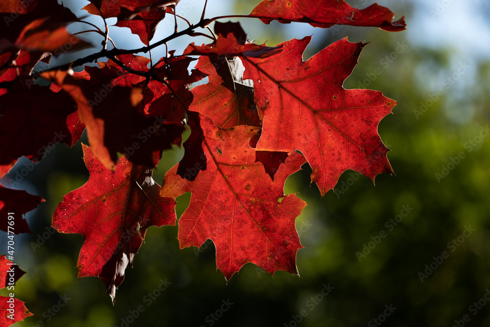 Fototapeta premium Red Oak Leaves In Autumn