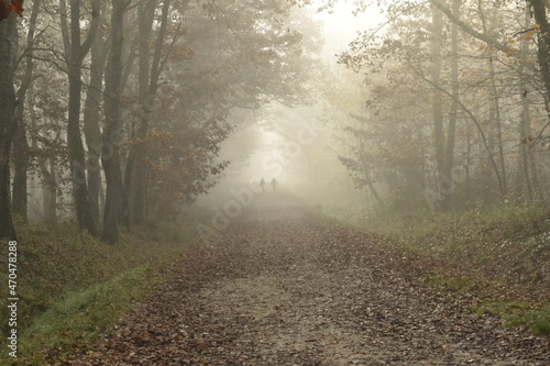 Ambiance de forêt dans la brume avec au loin deux cyclistes