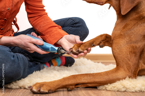 Photography Dog nails grinding