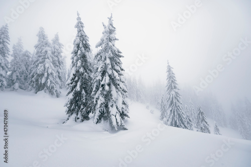Winter nature. Foggy winter morning in Carpathian mountains with snow covered fir trees. Frosty weather. Christmas background. Artistic style. © lesia