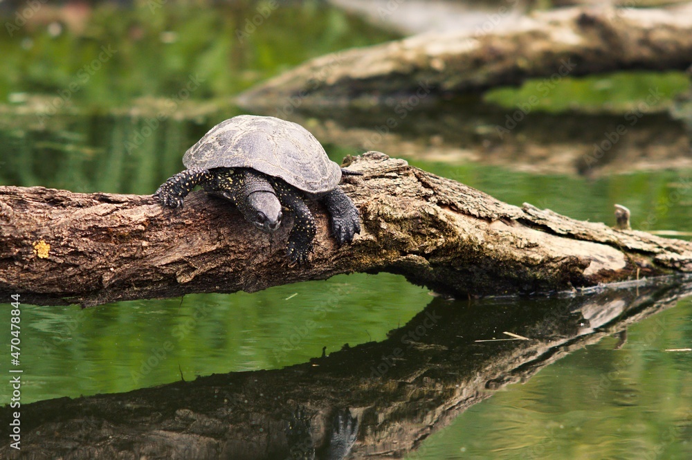 Żółw błotny odpoczywający na konarze nad wodą (Emys orbicularis) - obrazy, fototapety, plakaty 