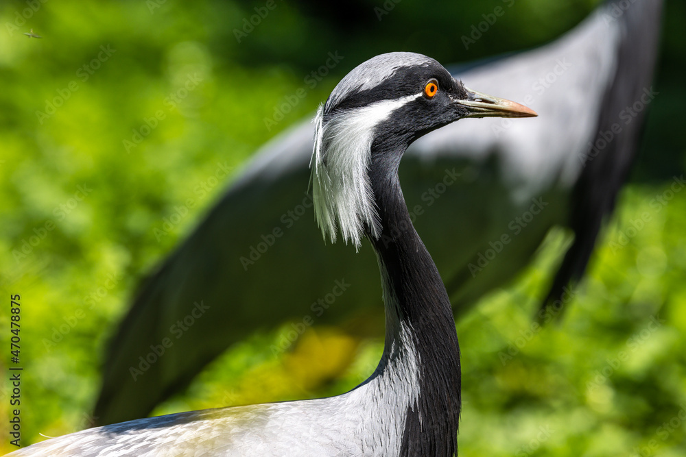 Fototapeta premium Demoiselle Crane, Anthropoides virgo are living in the bright green meadow during the day time