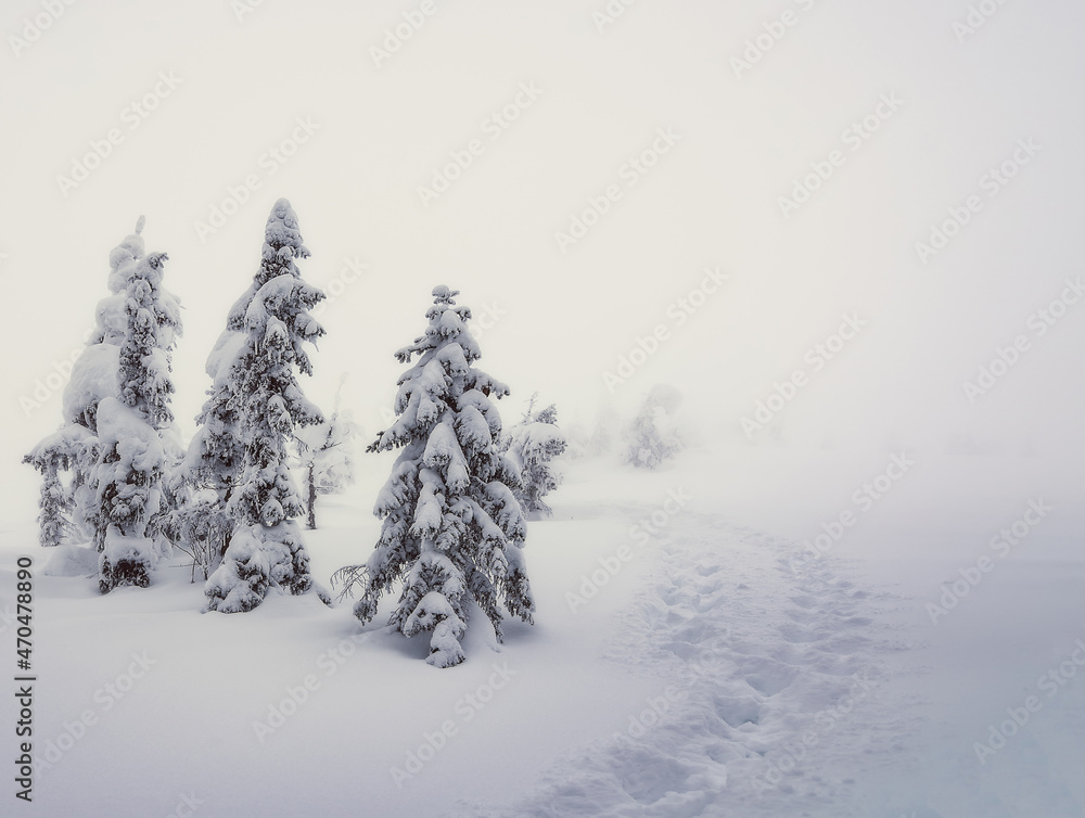 Winter nature. Foggy winter morning in Carpathian mountains with snow covered fir trees. Frosty weather. Christmas background. Artistic style.