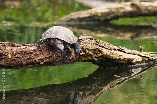 Żółw błotny odpoczywający na konarze nad wodą (Emys orbicularis)