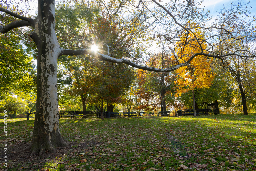 view of isham park in inwood, northern manhattan, in the fall or autumn, with the sun creating a starburst or sunburst against a tree branch
