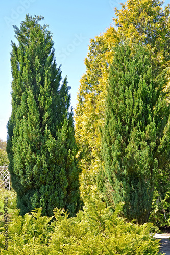 Photography Juniper virginsky, variety Skyrocket and western thuja grow in the park