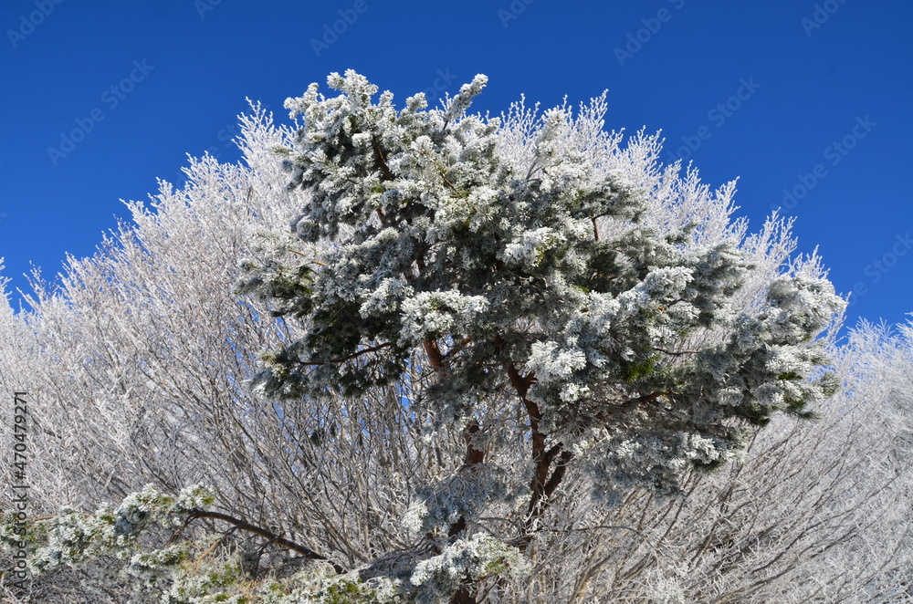 Foresta ghiacciata