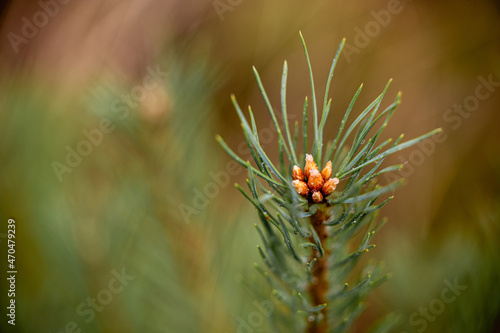  small pine tree in a green forest