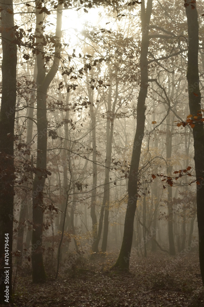 Obraz premium Paysage en forêt avec un effet de brume aux allures fantomatiques 