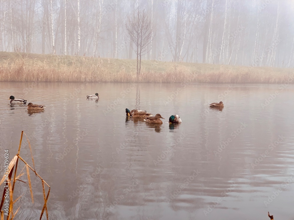 Wild ducks swim in the water on a foggy day. Wild ducks swim in the water on a foggy day.