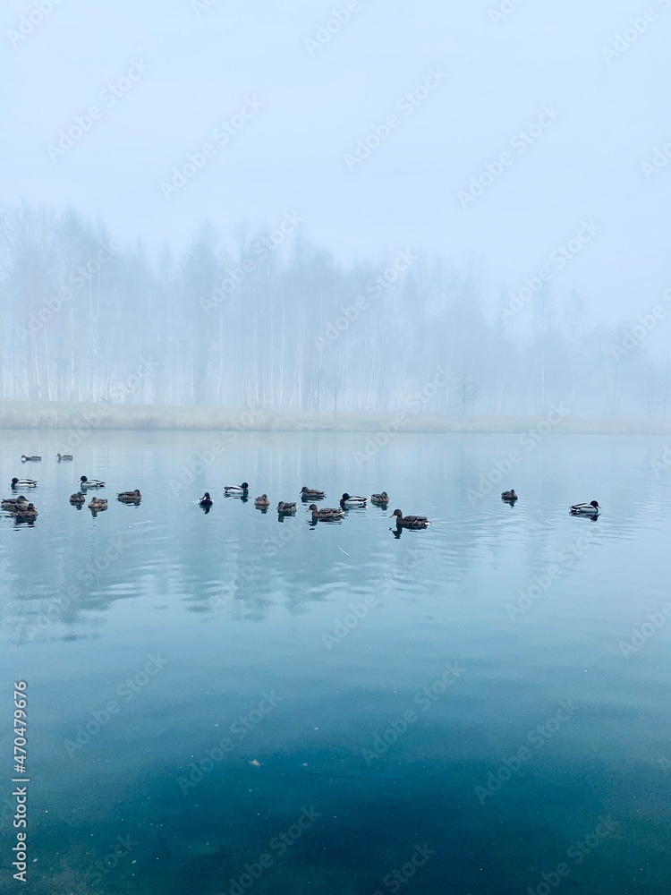 Wild ducks swim in the water on a foggy day. Wild ducks swim in the water on a foggy day.