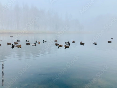 A flock of wild ducks swims on the lake in autumn on a foggy day.