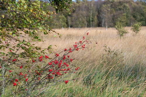 Landschaft mit Birken und Sträuchern mit roten Beeren am Naturlehrpfad Ewiges Meer in Eversmeer im Herbst photo