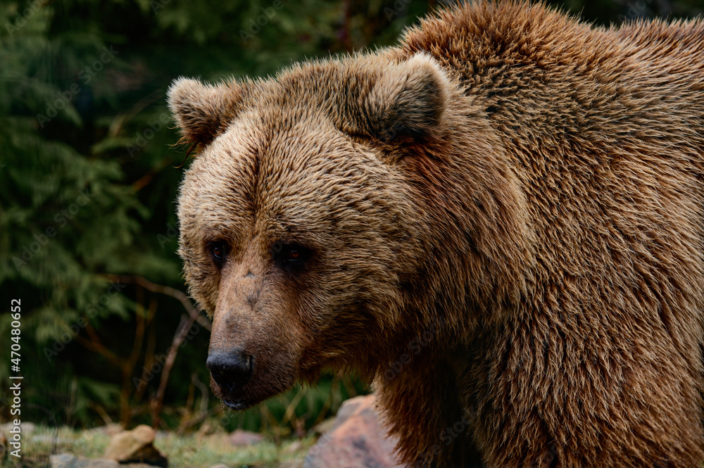 After hibernation, the brown bear walks through the forest in search of food, the Carpathian forests and its inhabitants.
