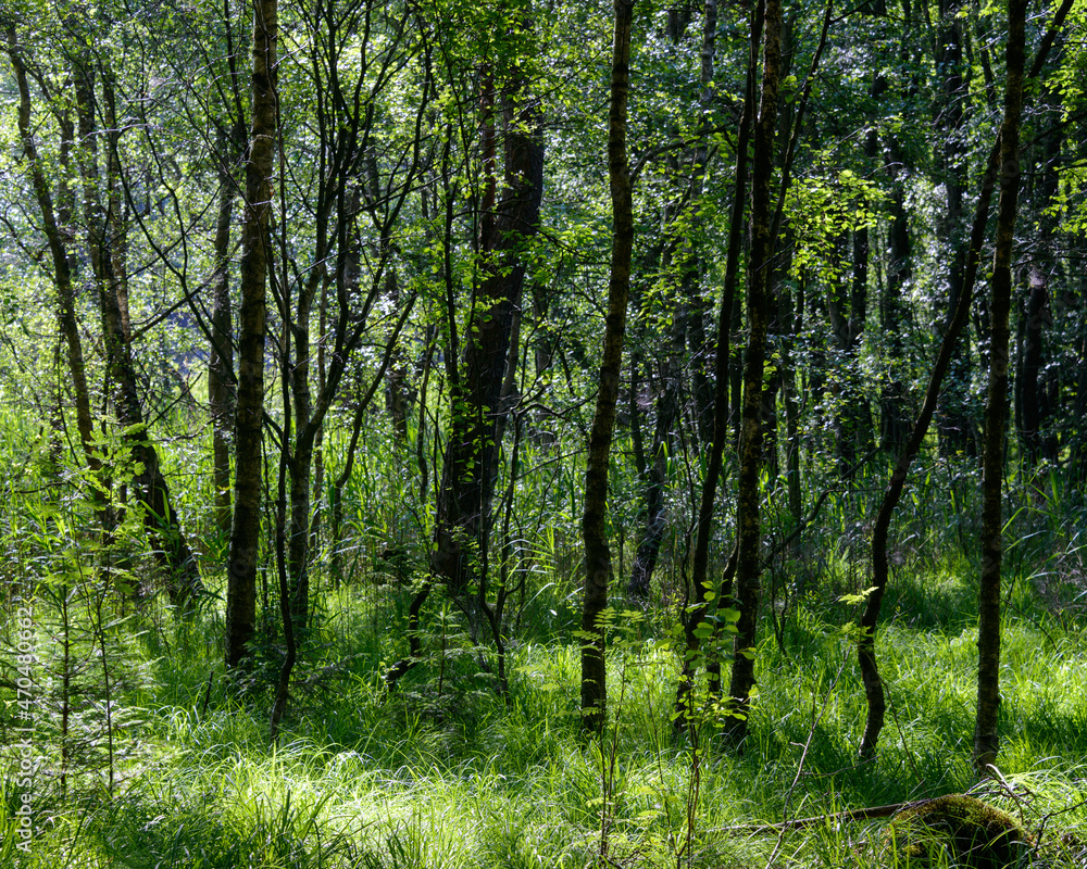 Fototapeta premium Green fresh forest in the morning