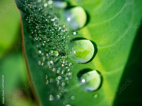 water drops on green leaf