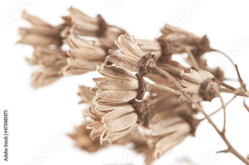 Elegant fragile dried little flowers light brown color on bokeh background