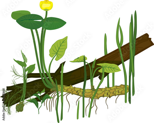 Yellow water-lily (Nuphar lutea) plant with green leaves, yellow flower and rhizome and other aquatic plants isolated on white background. Underwater pond detail