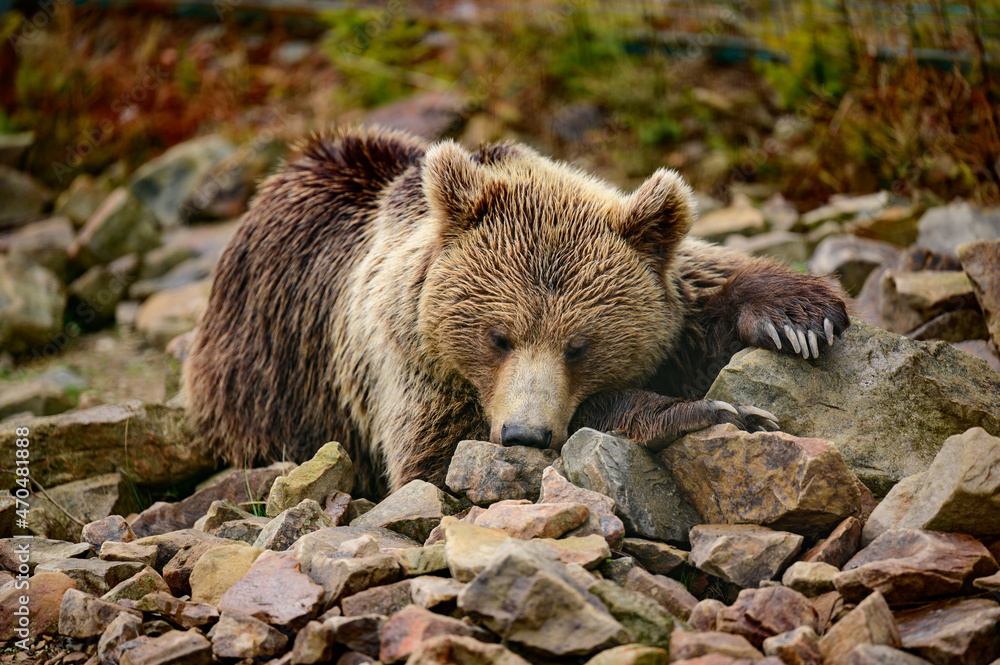 Brown bear on a walk and in search of food, a bear after hibernation. Brown bear on a walk and in search of food, a bear after hibernation.