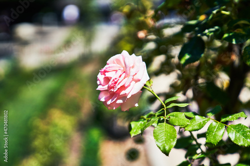 Beautiful rose outdoor image