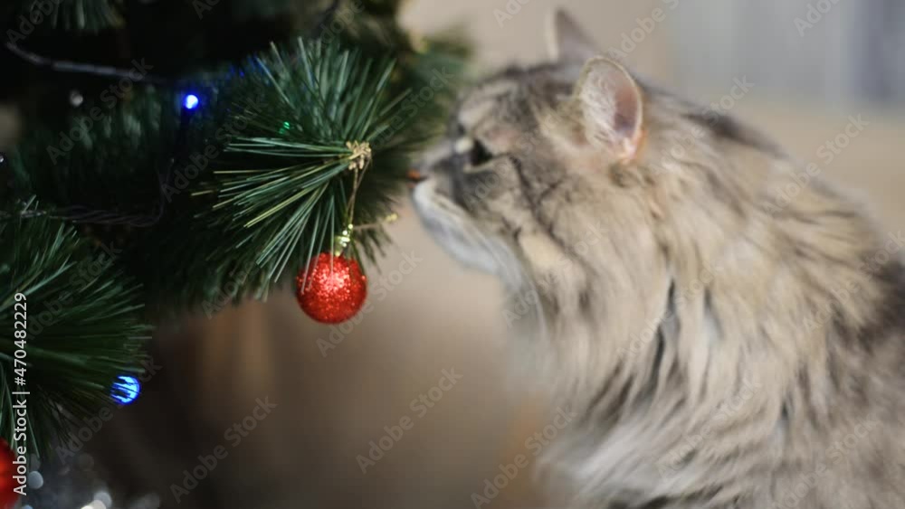 Funny cute cat and Christmas celebration. Close-up gray fluffy curious pet licks, sniffs xmas red toy ball on decorated Christmas tree. Funny cute cat and Christmas celebration. Close-up gray fluffy curious pet licks, sniffs xmas red toy ball on decorated Christmas tree.
