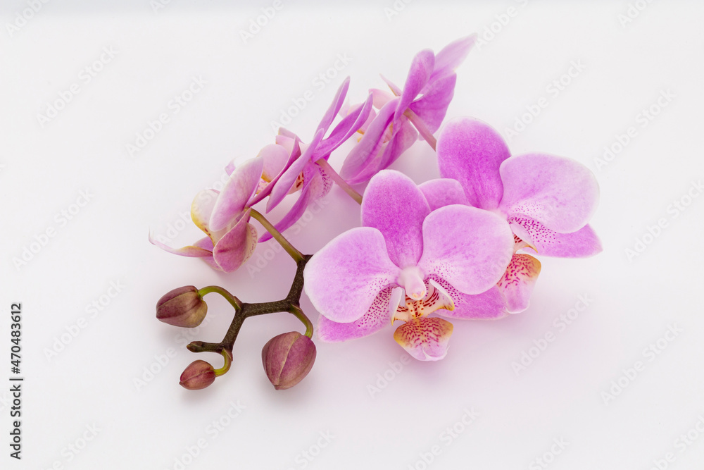 Pink orchid isolated on white background. Pink orchid isolated on white background.