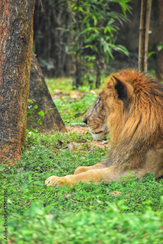Fototapeta Naklejka Na Ścianę i Meble -  lion in the grass