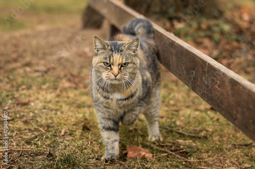 Beautiful feral tabby cat outdoors with hurt leg, warm autumn colors