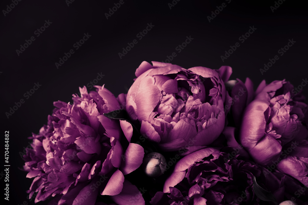 Beautiful purple peonies bouquet close-up, soft focus. Dark Spring or summer floral background. Festive flowers concept Beautiful purple peonies bouquet close-up, soft focus. Dark Spring or summer floral background. Festive flowers concept