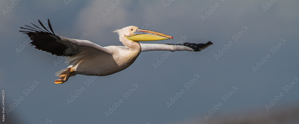 Obraz premium Pelican in flight