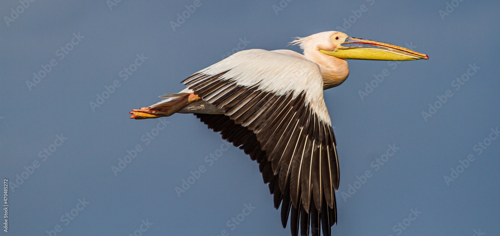 Obraz premium Pelican in flight