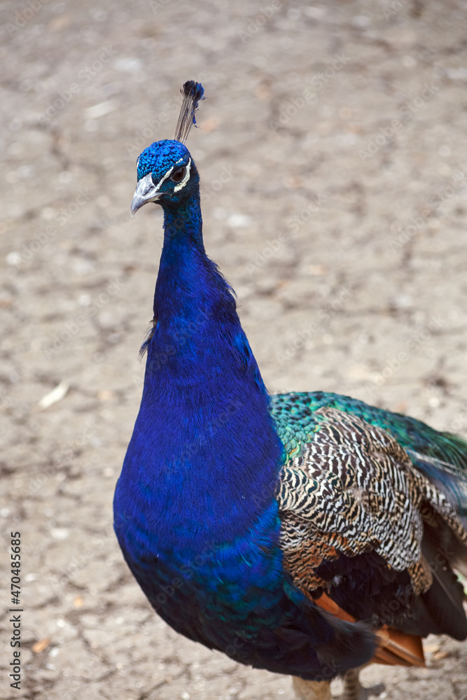 Fototapeta premium Close-up image of a bright blue male peacock with a crest standing in a park.