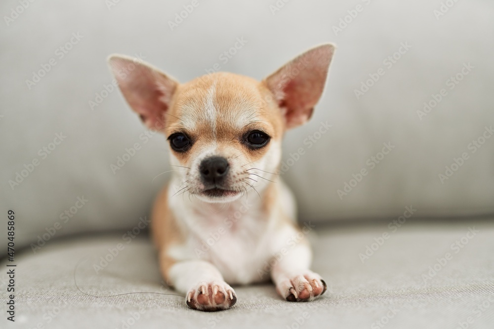Beautiful small dog chihuahua lying resting sitting on the sofa at home