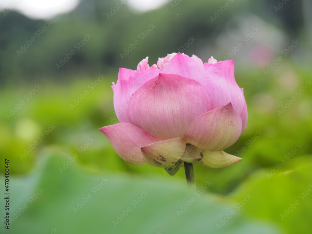 Pink lotus flowers blooming in the swamp Pink lotus flowers blooming in the swamp