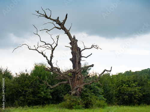 Dry bent solitai tree.The solitar tree. Park in Lednice photo