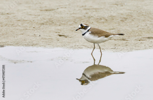 Little ringed plover.little ringed plover is a small plover. The genus name Charadrius is a Late Latin word for a yellowish bird mentioned in the fourth-century Vulgate. photo