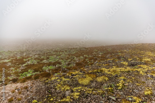 View on the stones with moss with different colors in the foggy landscape
