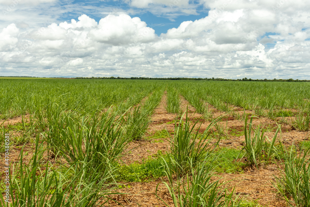 Sugarcane Plantation Growing in Rows in Rural Goiás with Brown Soil and Green Leaves Sugarcane Plantation Growing in Rows in Rural Goiás with Brown Soil and Green Leaves