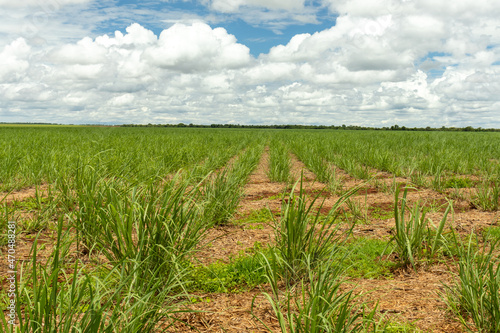 Sugarcane plantation on farms in the interior of Goias - Brazil