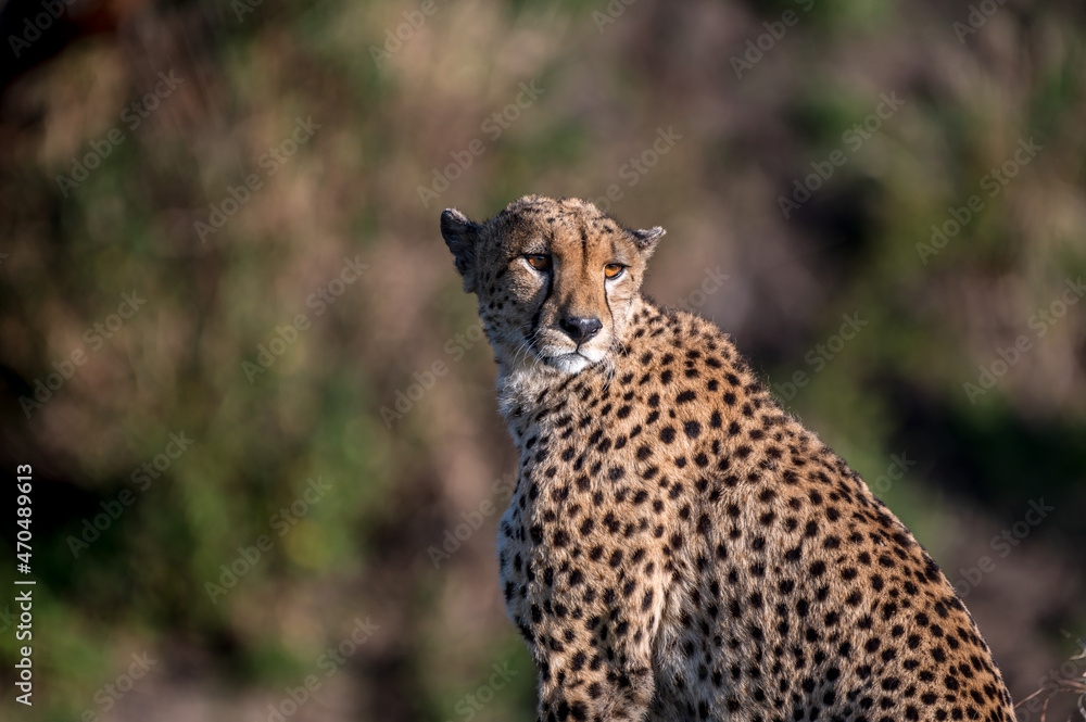A Wild Cheetah Sitting and Looking at the Camera in the Serengeti Tanzania A Wild Cheetah Sitting and Looking at the Camera in the Serengeti Tanzania