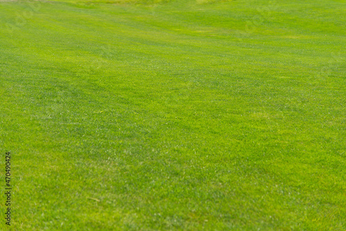 Green grass background, grass texture 